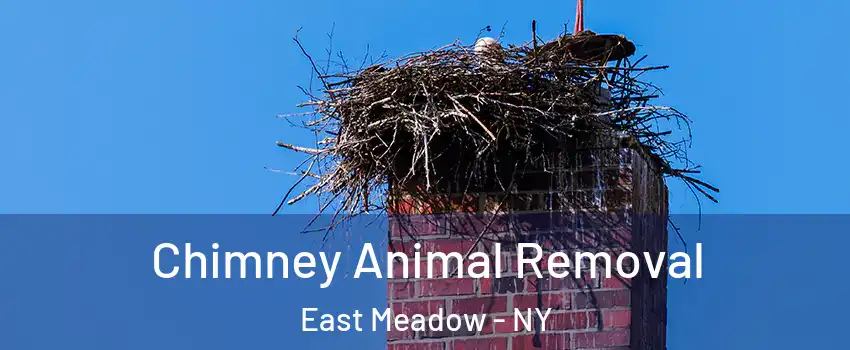 Chimney Animal Removal East Meadow - NY