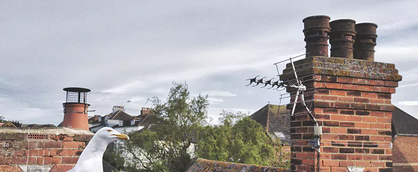 Chimney Cleaning And Restoration in East Meadow, New York